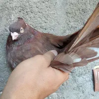 جفت صرب