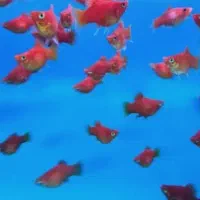 ماهی گوپی کوی بالن،مولی بالن، پلاتی بالن|ماهی|تهران, شهرک شریعتی|دیوار