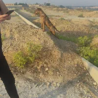 واگذاری سگ پیت بول|سگ|سعدآباد, |دیوار