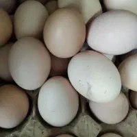 تخم بوقلمون بدون نطفه