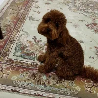 جفت گیری توی پودل