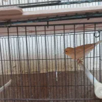یک  جفت قناری نر وماده ویک عدد عروس هلندی