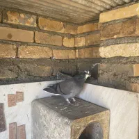 غریبگیری|پرنده|شاهرود, |دیوار