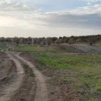 زمین 1000 متری باغ بادامی|فروش زمین و ملک کلنگی|شیراز, کودیان|دیوار