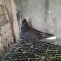 کفتر|پرنده|سبزوار, ایزی شهر|دیوار