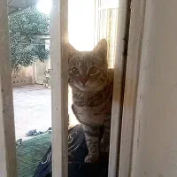 واگذاری گربه خونگی (فوری)|گربه|مینودشت, |دیوار