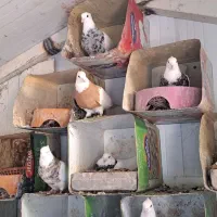 پرنده کبوتر طوقی طوق زرین