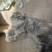 گربه بریتیش اسکاتیش