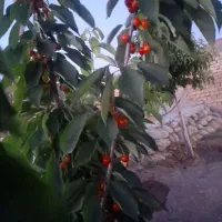 ویلای نیمه کاره چهار دیواری اتیشگاه