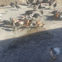 فروش مرغ و خروس محلی اصل