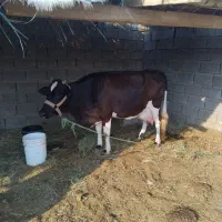 گاو شیری