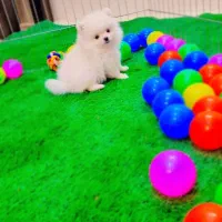 پامرانین خرسی عروسکی