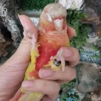 طوطی گرینچیک|پرنده|احمدآبادمستوفی, |دیوار