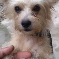 سکم‌گم‌شده‌