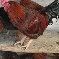 خروس سرخ و خوشتیپ