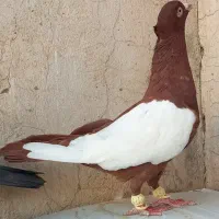 کبوتر سرخ یه کت سفید نر کفتر