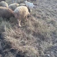 کوه و تیشتر نر ومیش زایده|حیوانات مزرعه|شوشتر, |دیوار