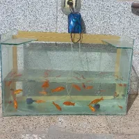 اکواریم باماهی