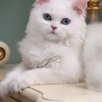 گربه|گربه|بجنورد, |دیوار