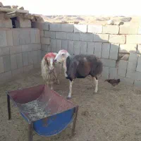 گوسفند . میش . بره