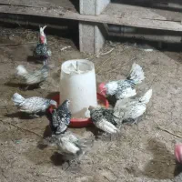 مرغ و خروس سبرایت پولک منظم|حیوانات مزرعه|شلمان, |دیوار