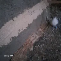 کفتر|پرنده|شیروان (خراسان), |دیوار