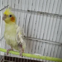 عروس هلندی نر|پرنده|مشهد, رده|دیوار