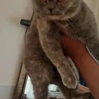 گربه اسکاتیش