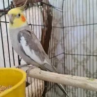 جفت عروس هلندی