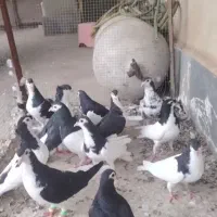 کبوتر یا کفتر ساده بدون رخ
