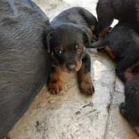 روتوایلر گرید A اصیل به ضمانت|سگ|تهران, زرگنده|دیوار