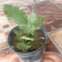 درخت بلوط سیصد هزار