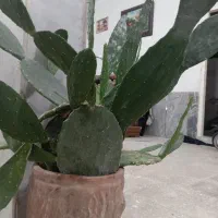 کاکتوس