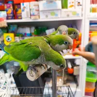 طوطی راهب سبز آبی