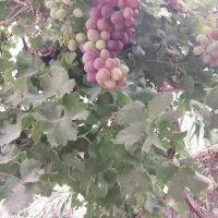 باغ-ویلا-اول-هفت-باغ