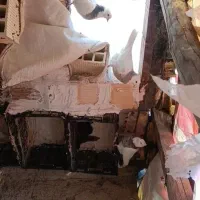 تعدادی طوقی|پرنده|مبارکه, |دیوار