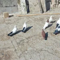 ۵۲ عدد پرشتی|پرنده|خرم‌آباد, |دیوار