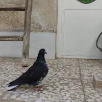 کفتر