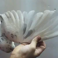 کبوتر|پرنده|گرگان, |دیوار