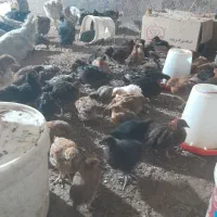 مرغ و خروس و جوجه ۲ ماهه|حیوانات مزرعه|یزد, |دیوار