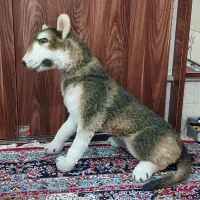 سگ اسباب بازی بزرگ|اسباب‌‌بازی|قم, باغ کرباسی|دیوار