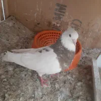 کبوتر