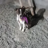 واگذاری دو قلاده سگ پیت بول وژرمن بلاگ|سگ|سنندج, |دیوار