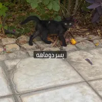 واگذاری بچه گربه|گربه|شیراز, باغ تخت|دیوار