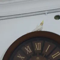 عروس هلندی|پرنده|تربت جام, شهید غلام زاده|دیوار