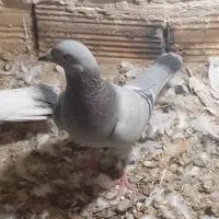 کبوتر ماده|پرنده|قزوین, |دیوار