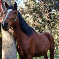 اسب مادیان با کورع یابو|اسب و تجهیزات اسبسواری|گرگان, |دیوار