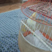 لوتینو ماده بالغ بهمراه قفس و کلیه تجهیزات|پرنده|رشت, سلیمانداراب|دیوار