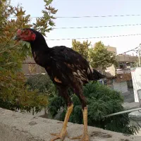قیمت 8000