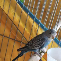 جوجه مرغ عشق نر|پرنده|شیراز, شهرک رضوان|دیوار